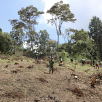 Red Flags Over Karura Forest Tree Clearing and Government Explanations