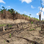 Deforestation Could Be Amplifying Kenya’s Flood Disasters, New Research Warns