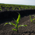 Climate Whiplash Delays Planting in Many Parts of Kenya