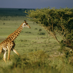 Nairobi’s Vanishing Forests Spark Battle for the City’s Last Wild Spaces