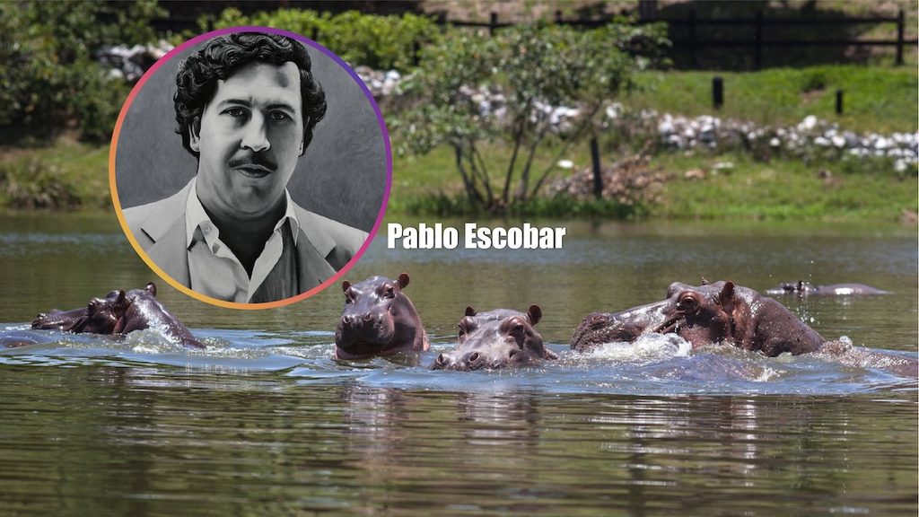 Escobar Hippos Face Culling as Colombia Battles Ecological Threat