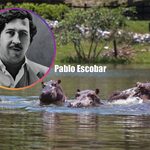 Escobar Hippos Face Culling as Colombia Battles Ecological Threat