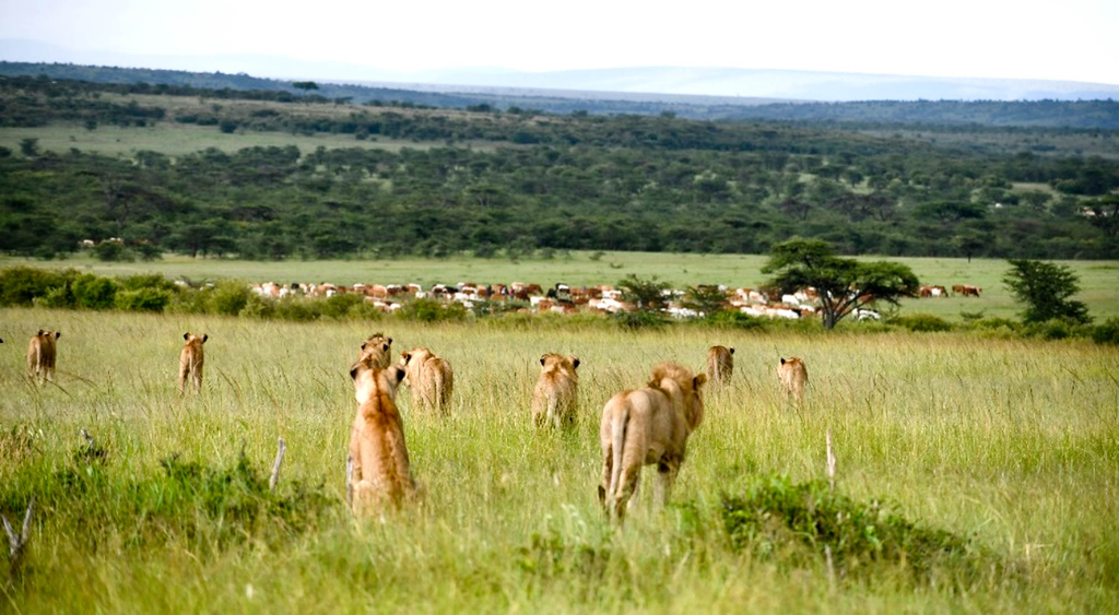 Study finds livestock pushing lions away from shared rangeland in Kenya