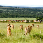 Study finds livestock pushing lions away from shared rangeland in Kenya