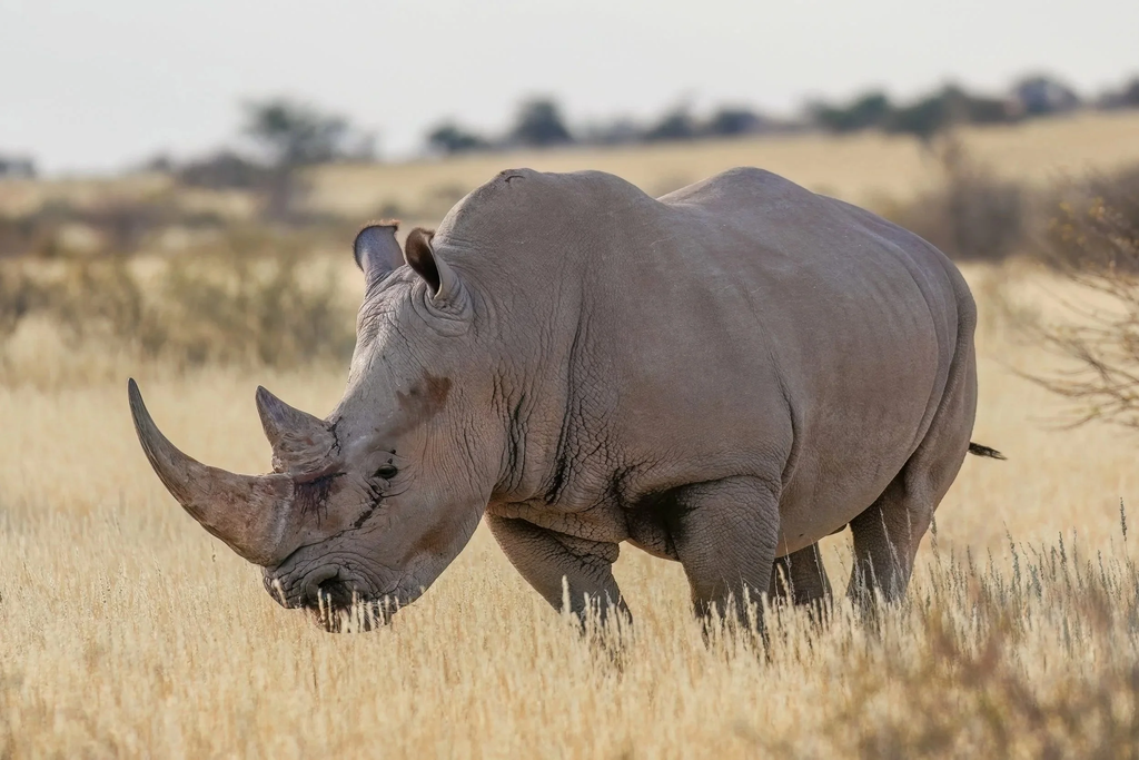 White Rhinos Return to Kidepo After 40-Year Absence