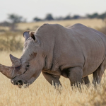 White Rhinos Return to Kidepo After 40-Year Absence