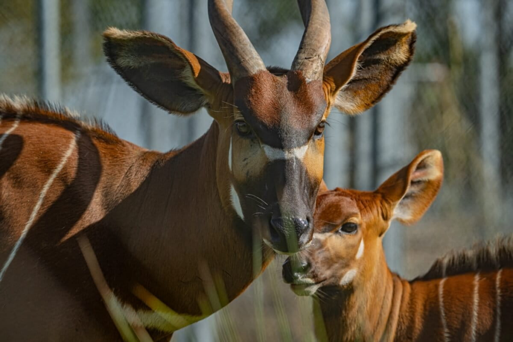 Kenya to Receive Rare Mountain Bongos from Europe in Conservation Boost