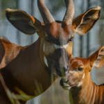 Kenya to Receive Rare Mountain Bongos from Europe in Conservation Boost