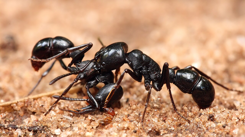 Inside Kenya’s Growing Trade in Live Ants