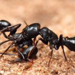 Inside Kenya’s Growing Trade in Live Ants