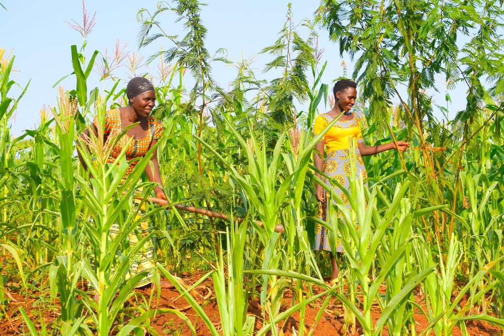 Climate Smart Agriculture Lessons from Rwanda