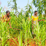 Climate Smart Agriculture Lessons from Rwanda