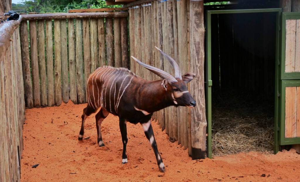 Mountain Bongo Return Marks Historic Conservation Win