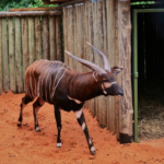 Mountain Bongo Return Marks Historic Conservation Win