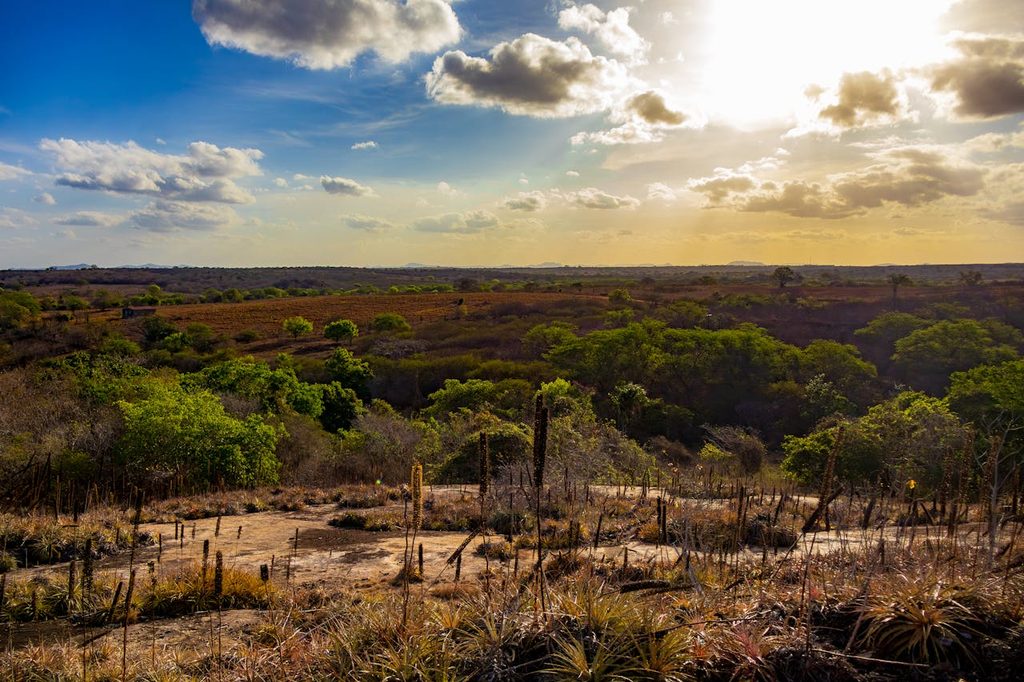 Extreme Heat is Pushing Agrifood Systems to the Brink Worldwide, says FAO, WMO