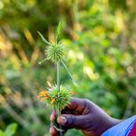 Rwanda Healers Preserve Medicinal Plant Knowledge Amid Climate Threats