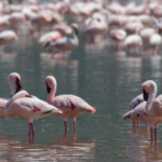 Kenya to Host Global Flyways Summit as Migratory Birds Decline