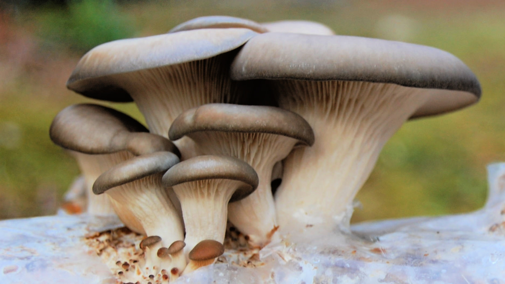 Kwale Farmers Turn to Mushroom Farming Amid Climate Change