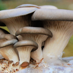 Kwale Farmers Turn to Mushroom Farming Amid Climate Change