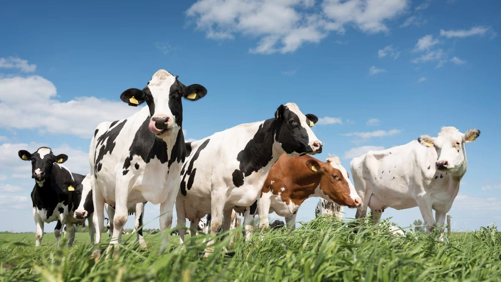 Kenya Eyes Greener Milk Production With New Climate Financing