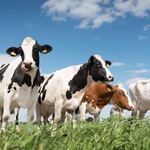 Kenya Eyes Greener Milk Production With New Climate Financing
