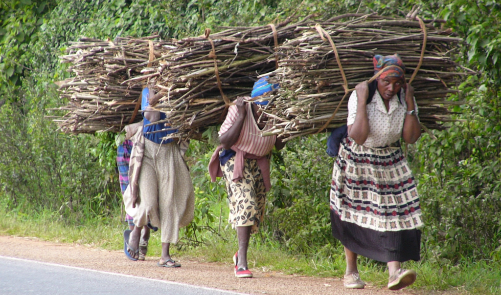 The Hidden Mental Toll of Firewood Collection