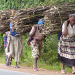 The Hidden Mental Toll of Firewood Collection