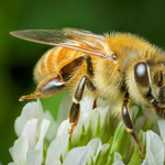Kenya Forest Service Launches Bee Conservation Partnership