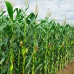 Maize Aggregation Defends Against Climate-Driven Hunger and Aflatoxin