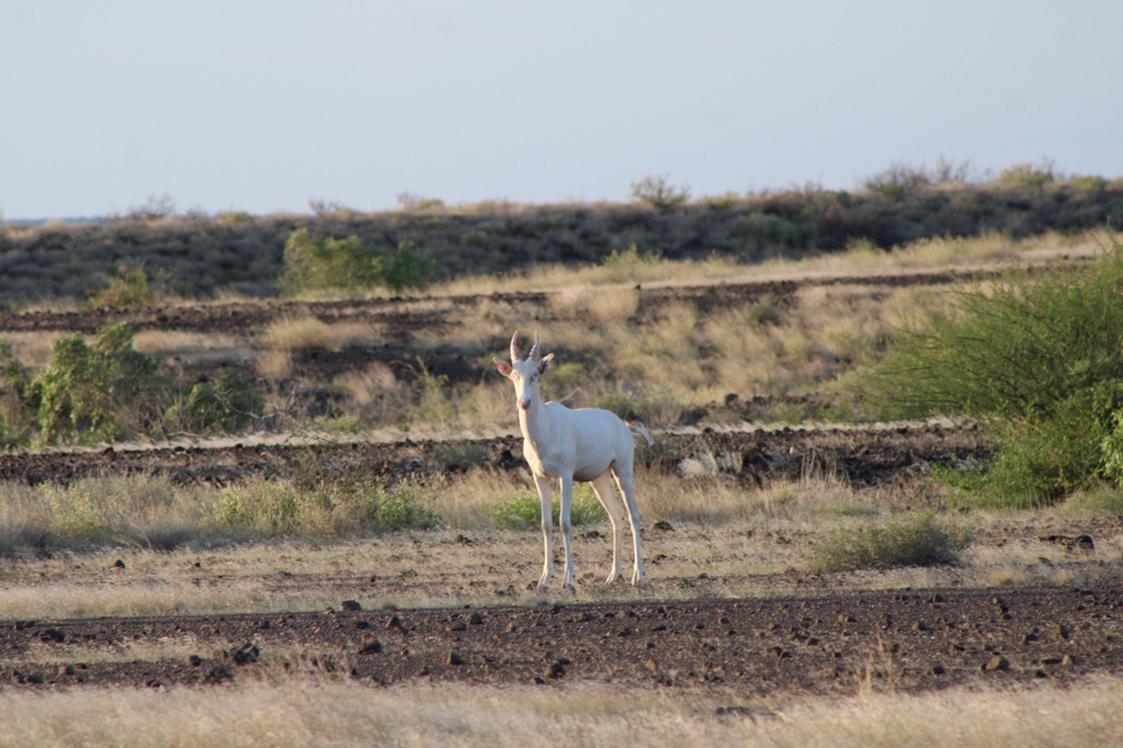 Rare Albino Antelope Spotted in Sibiloi National Park