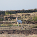 Rare Albino Antelope Spotted in Sibiloi National Park