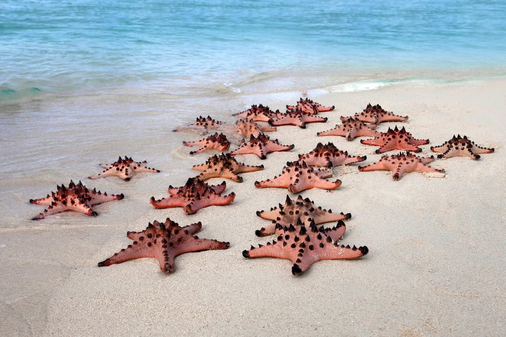 Argentina Seizes Over 700 Trafficked Marine Animals From Kenya