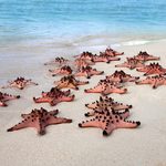 Argentina Seizes Over 700 Trafficked Marine Animals From Kenya