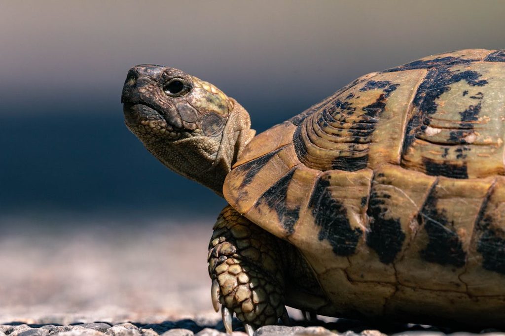 Chameleons, Tortoises Dominate Kenya’s Expanding Exotic Animal Exports