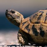 Chameleons, Tortoises Dominate Kenya’s Expanding Exotic Animal Exports
