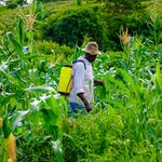 Kenya’s Agri-Insurance Boom Climate Resilience
