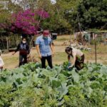 Ancient Maya Knowledge Helps Guatemalan Farmers Cut Agrochemical Use