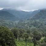 Meru’s Plan to Carve Up Imenti Forest Sparks Uproar Over Deforestation Fears