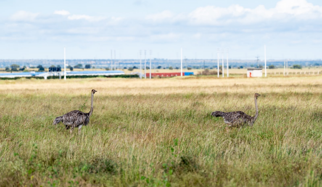 Konza Technopolis Wildlife Conservancy Intergration