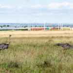 Konza Technopolis Wildlife Conservancy Intergration