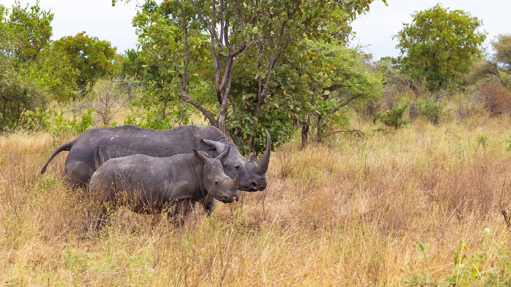 Meru Airstrip Row Deepens Over Threat to Wildlife Corridor and Biodiversity Hotspot