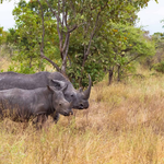 Meru Airstrip Row Deepens Over Threat to Wildlife Corridor and Biodiversity Hotspot