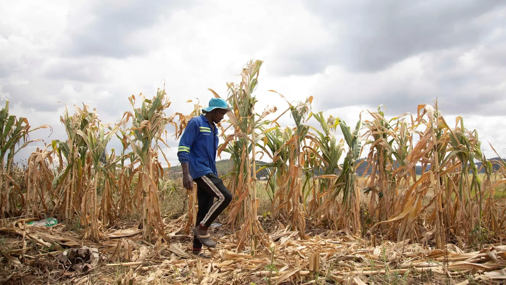 El Niño: Scientists Warn of Major Crop Disruptions Across Africa