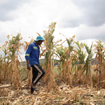 El Niño: Scientists Warn of Major Crop Disruptions Across Africa