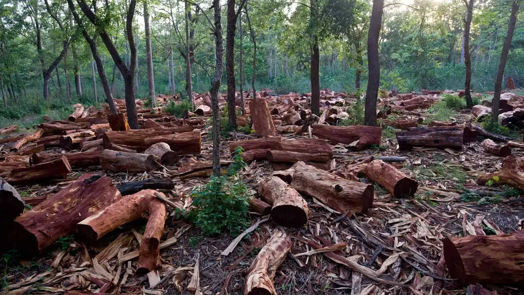 Africa’s Green Mineral Boom Fuels Hidden Deforestation Crisis