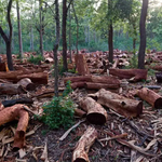 Africa’s Green Mineral Boom Fuels Hidden Deforestation Crisis