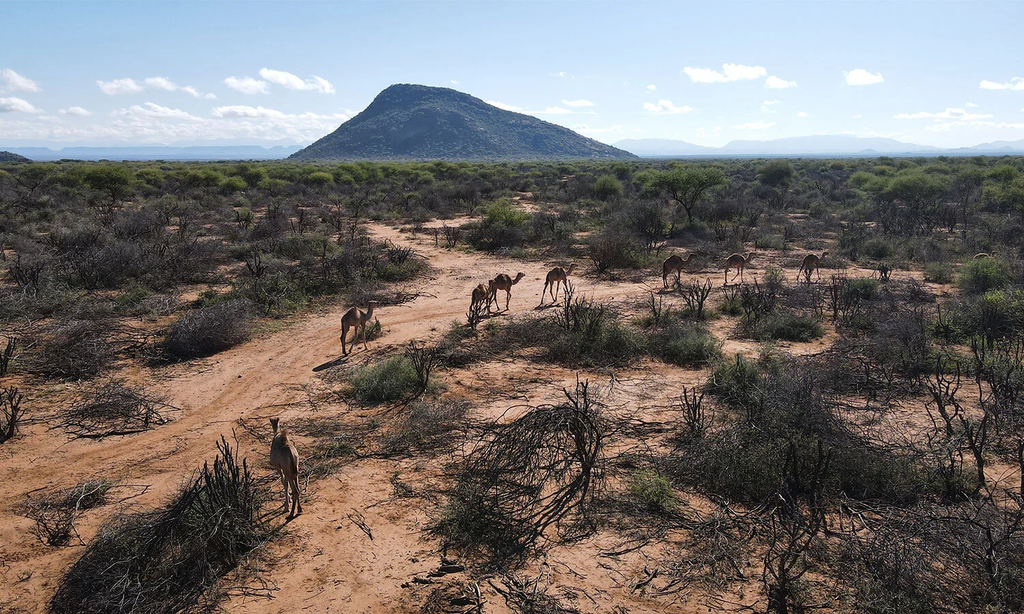 Verra Reinstates Northern Kenya Carbon Project Despite Indigenous Rights Concerns