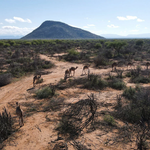 Verra Reinstates Northern Kenya Carbon Project Despite Indigenous Rights Concerns