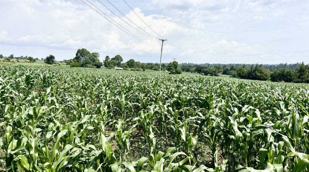 How The Gulf War Is Threatening Kenya’s Food Security