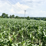 How The Gulf War Is Threatening Kenya’s Food Security